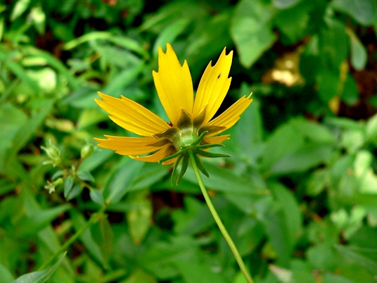 {Coreopsis pubescens var. robusta